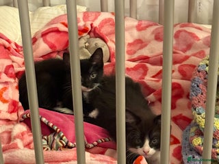 British Longhair cats - Advert 1