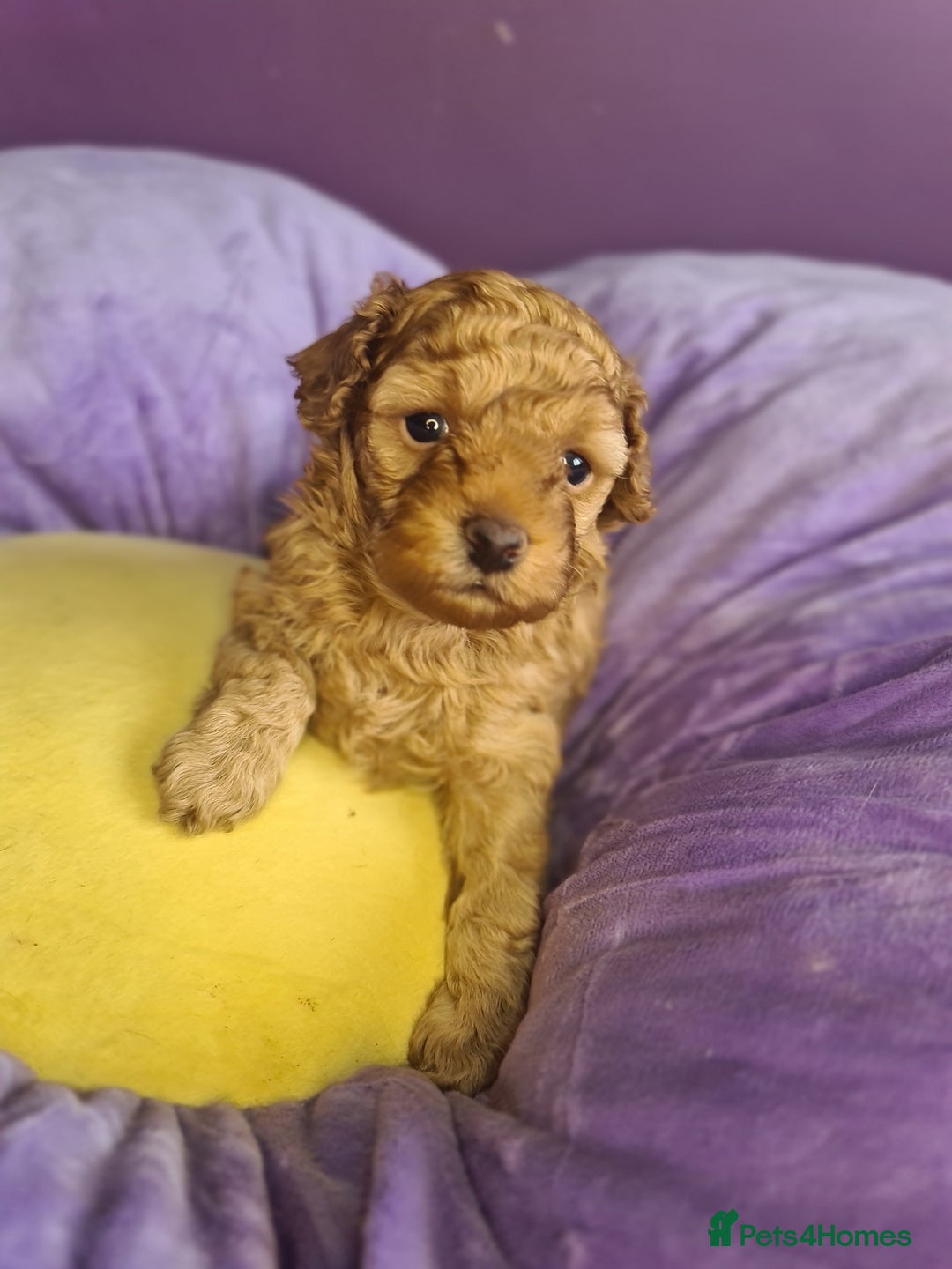 Toy Poodle dogs for sale: Mini TOY POODLES Last one boy available - Advert 29
