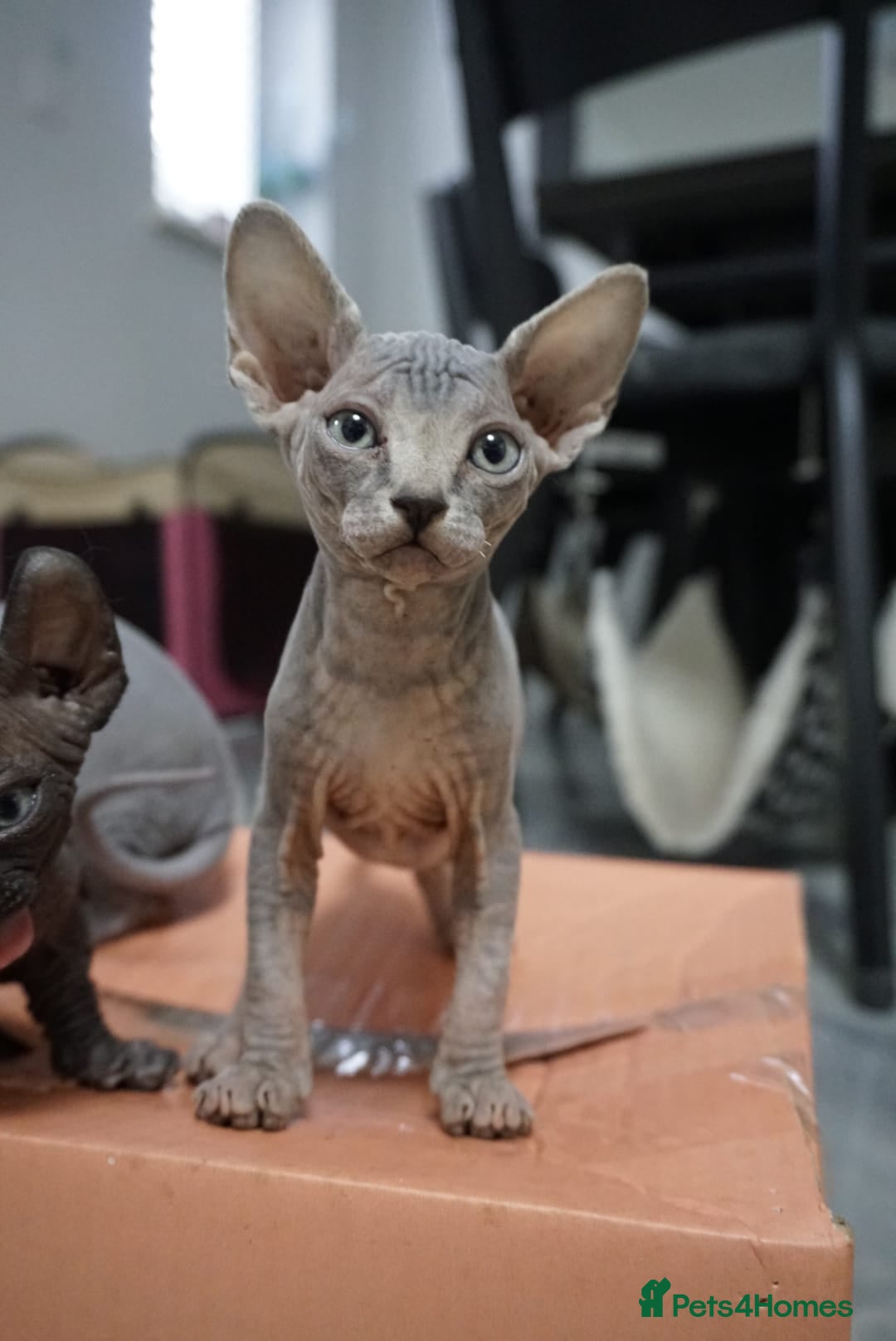 Sphynx cats for sale: Unique Elf, Sphynx & Dwelf Babies - Advert 23