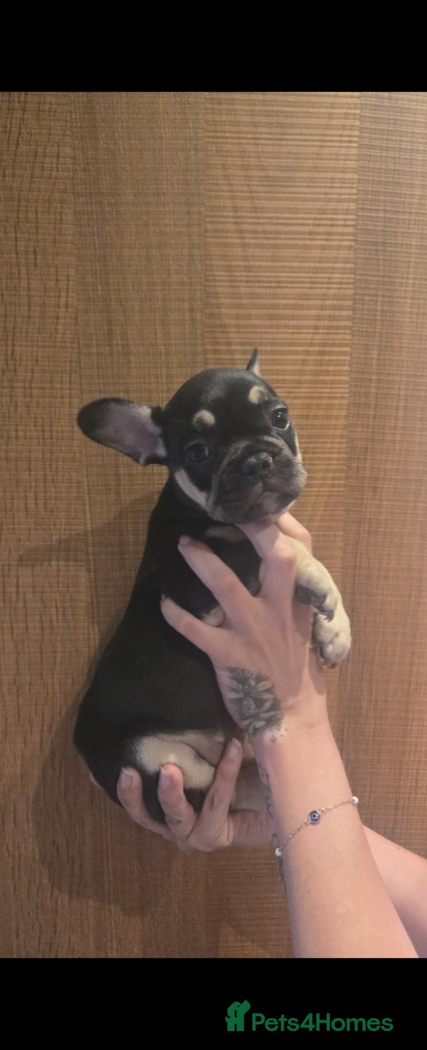 French Bulldog dogs for sale: French bulldog puppies  - Advert 5