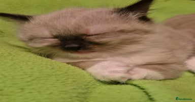 Mixed Breed cats Half Ragdoll kittens  - Advert 5