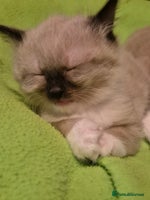 Mixed Breed cats Half Ragdoll kittens - Advert 2