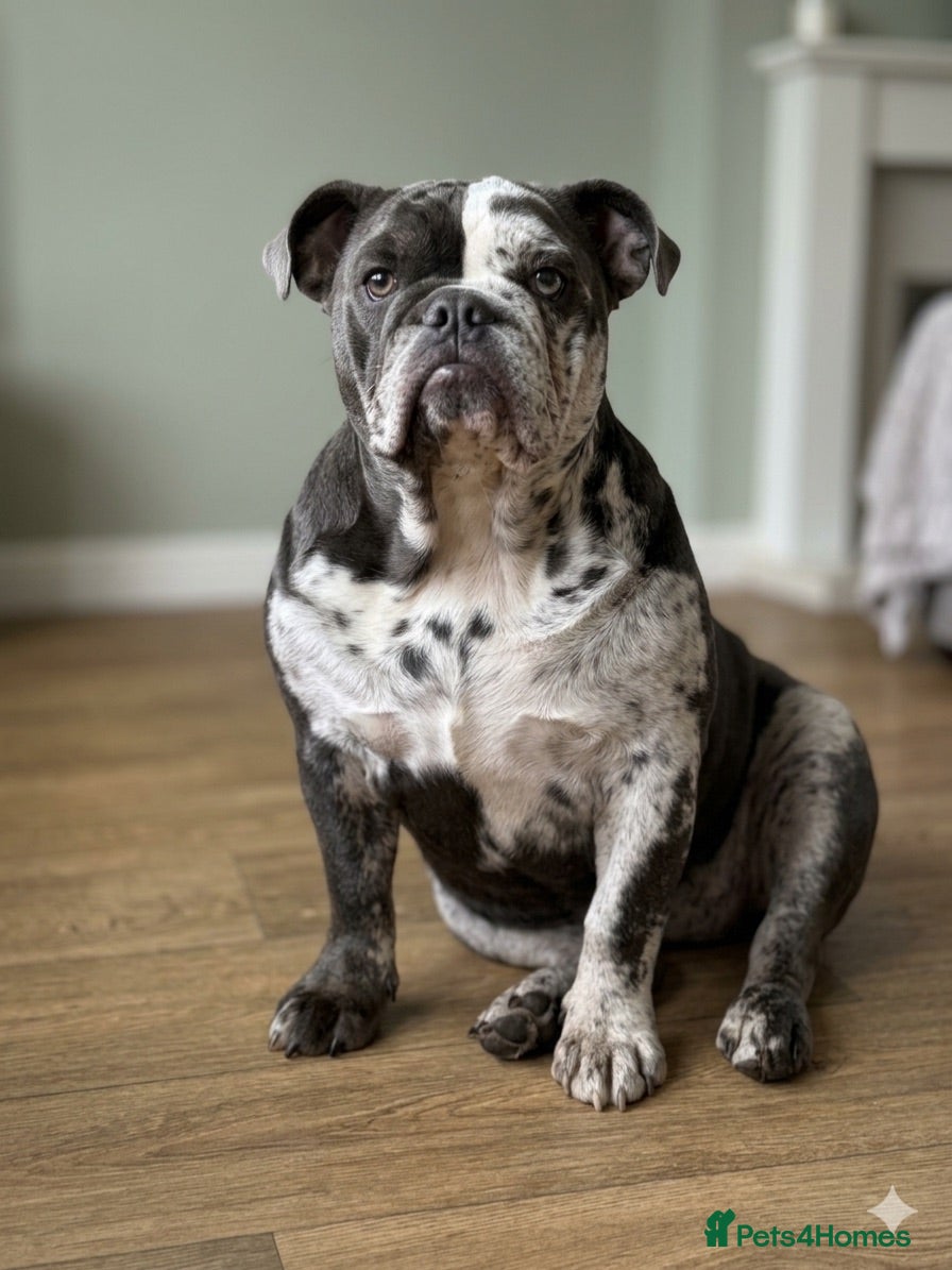 English Bulldog dogs Beautiful merle British bulldog dog  - Advert 1