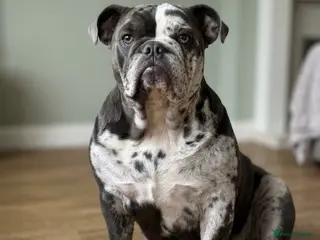 English Bulldog dogs Beautiful merle British bulldog dog - Advert 1