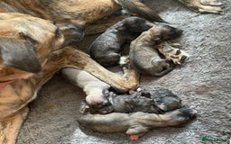 Mixed Breed dogs for sale: Puppies For Sale!  - Image 10