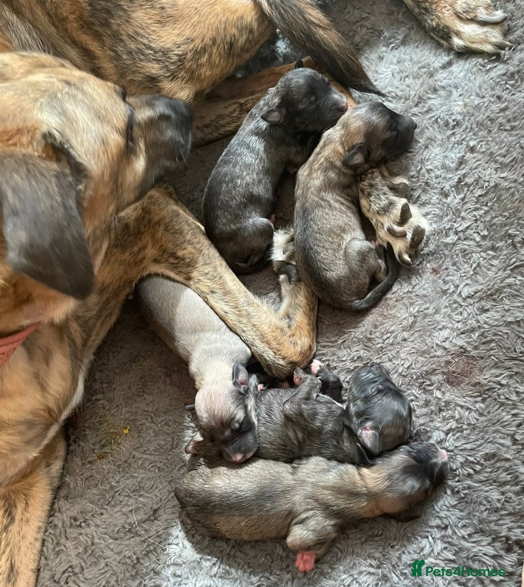 Mixed Breed dogs for sale: Puppies For Sale!  - Image 10