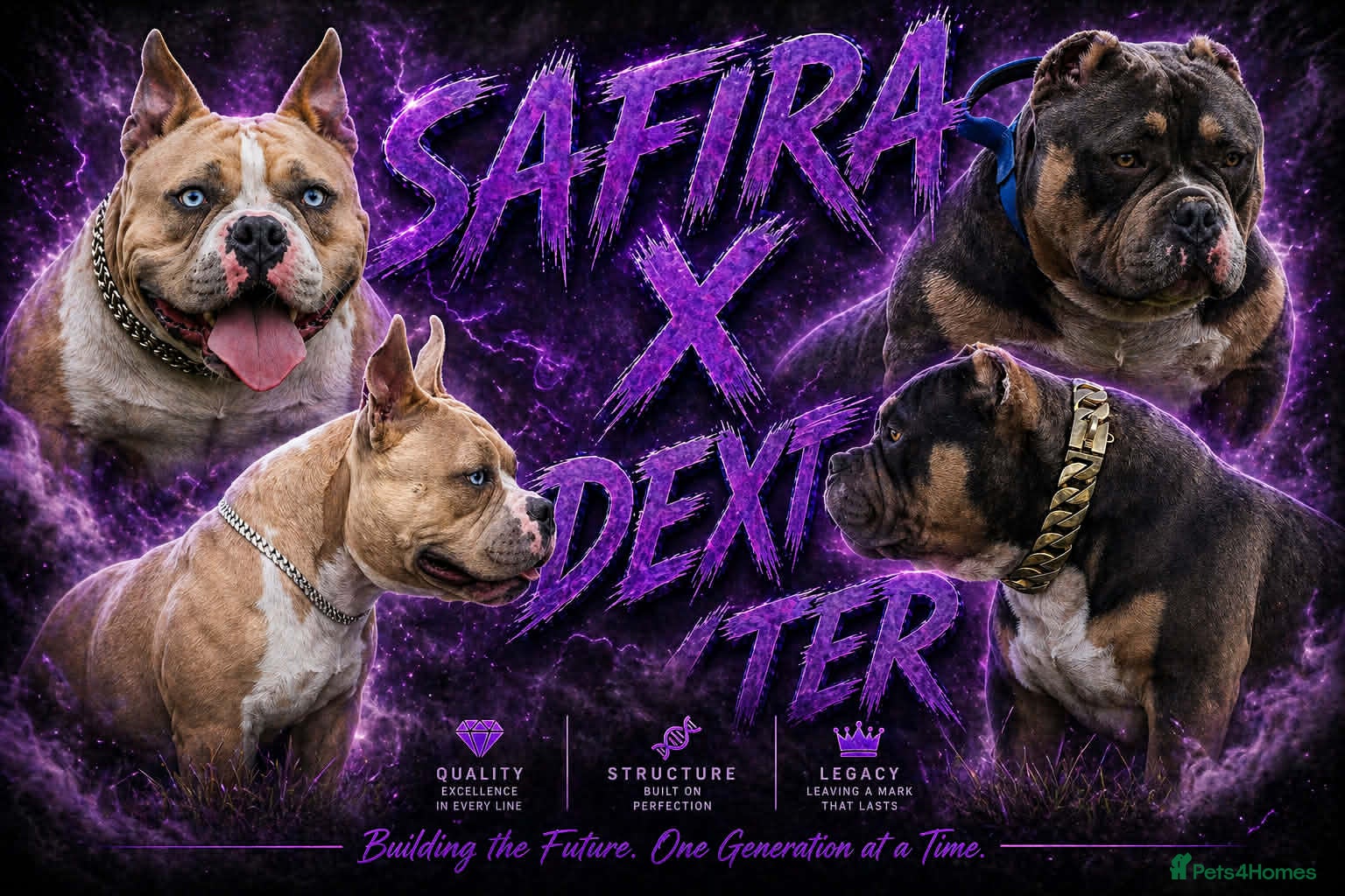 American Bully dogs Pocket bully puppies Merle fawn pied tri - Advert 2