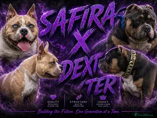 American Bully dogs Pocket bully puppies Merle fawn pied tri - Advert 3