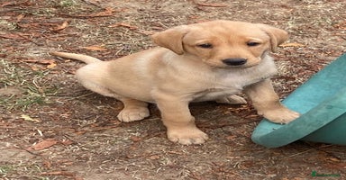 Labrador Retriever dogs - Advert 15