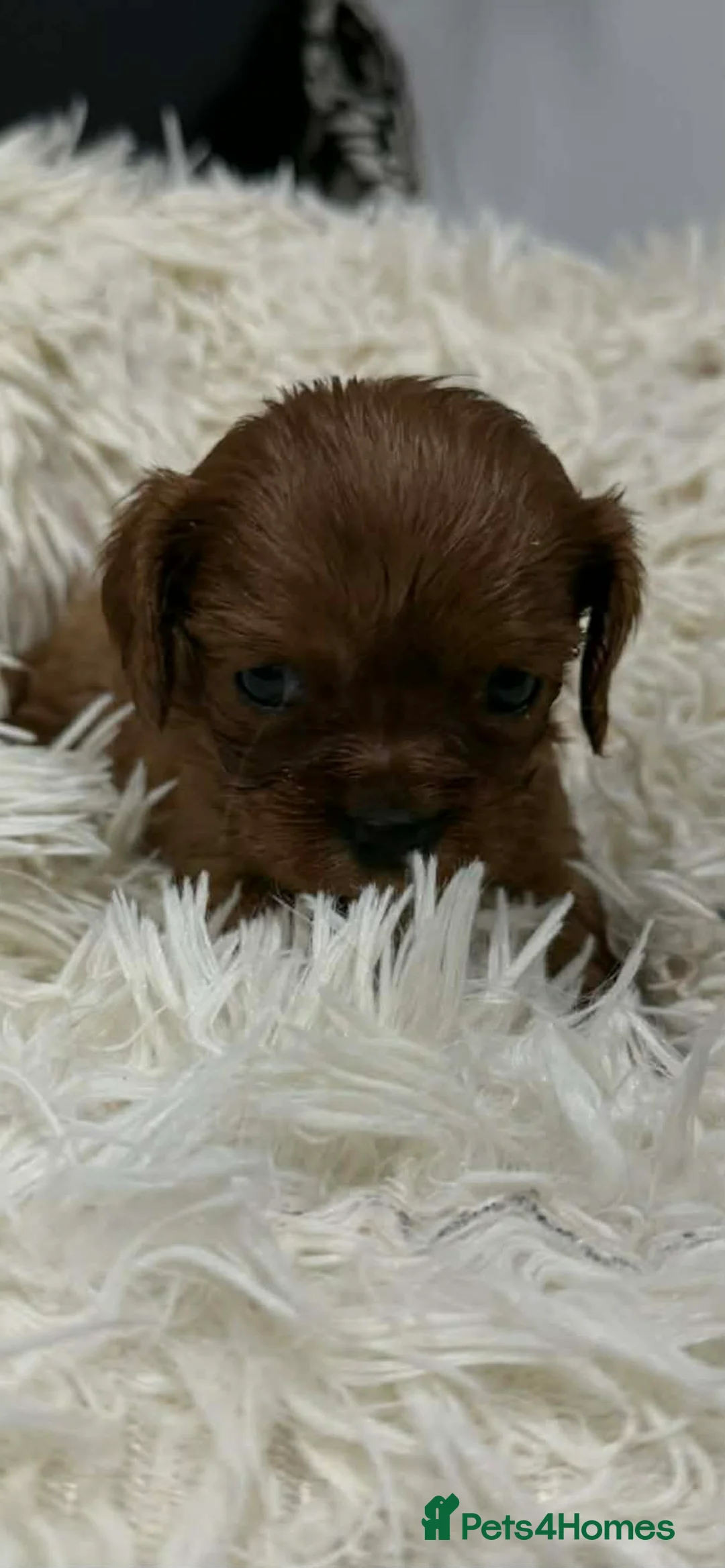 Cavalier King Charles Spaniel dogs for sale: 6 beautiful Cavalier King Charles puppy’s  - Advert 4