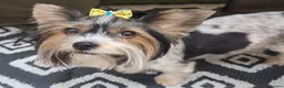 Biewer Terrier dogs for sale: Biewer terrier puppies x 2 boys in Barnet - Advert 1
