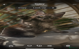Maine Coon cats for sale: Stunning Black Smoke TiCA kittens  - Image 1