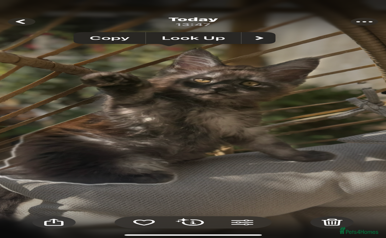 Maine Coon cats - Advert 1