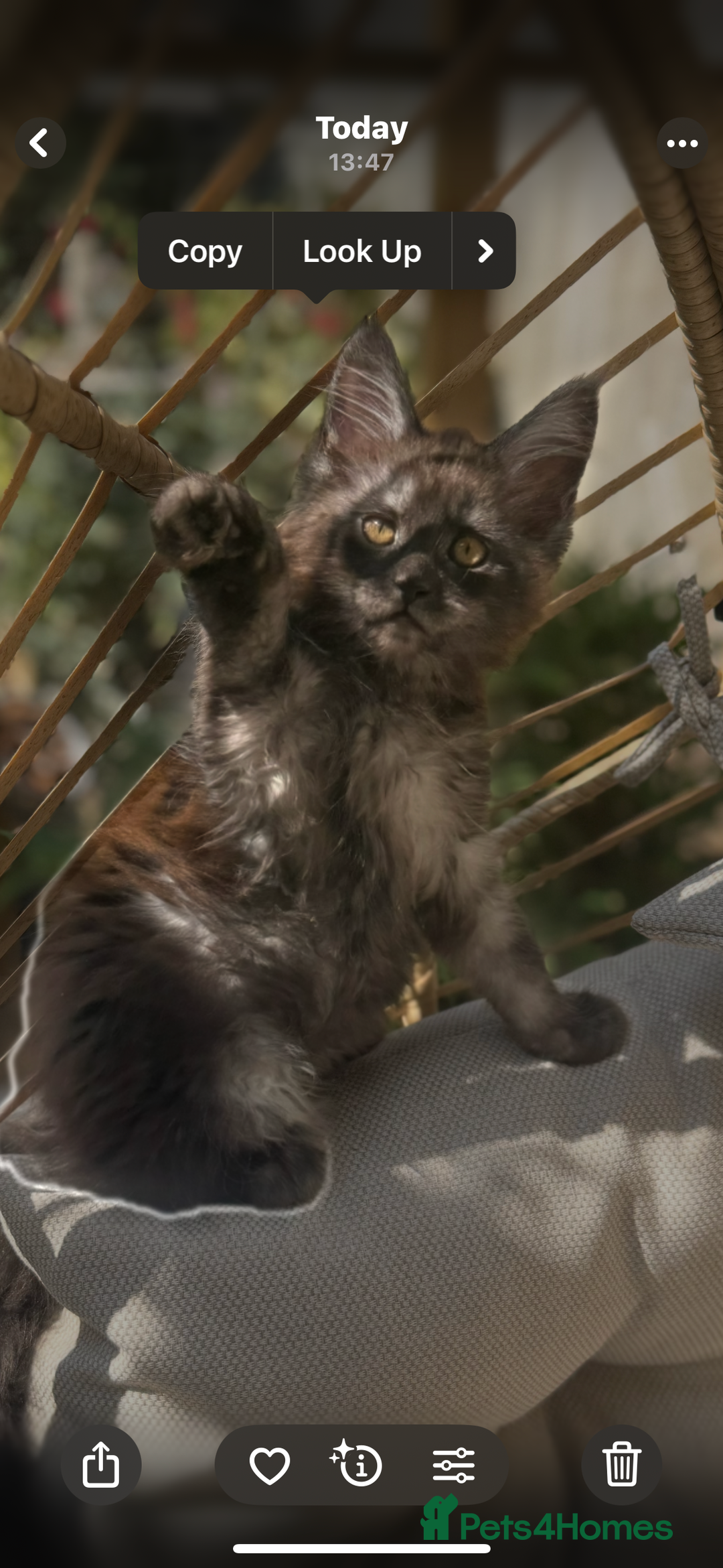 Maine Coon cats for sale: Stunning Black Smoke TiCA kittens  - Image 1