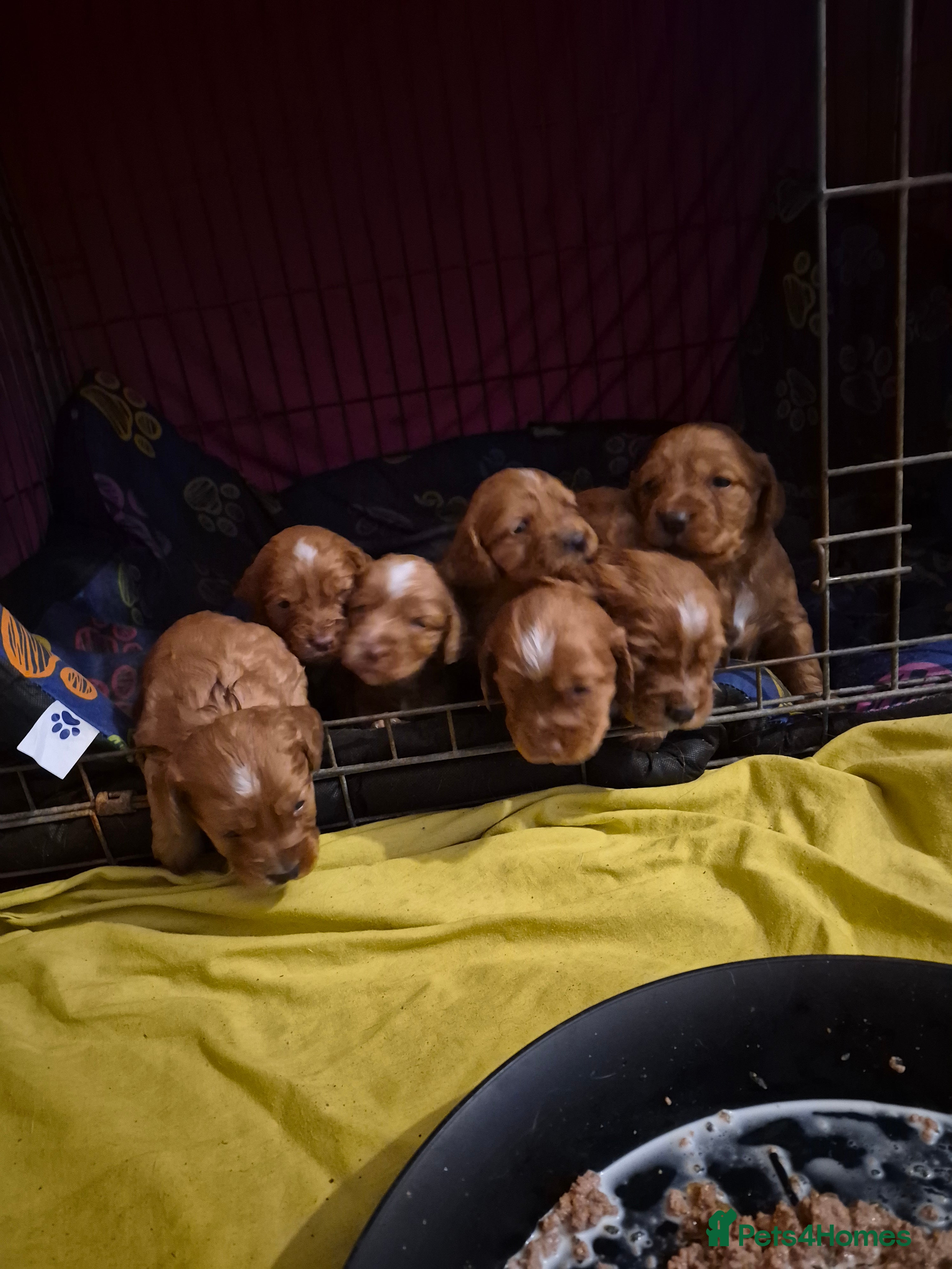 Cocker Spaniel dogs Gorgeous KC reg red cocker spaniel pups  - Advert 4