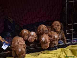 Cocker Spaniel dogs Gorgeous KC reg red cocker spaniel pups - Advert 4