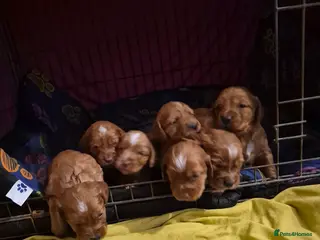Cocker Spaniel dogs Gorgeous KC reg red cocker spaniel pups - Advert 2