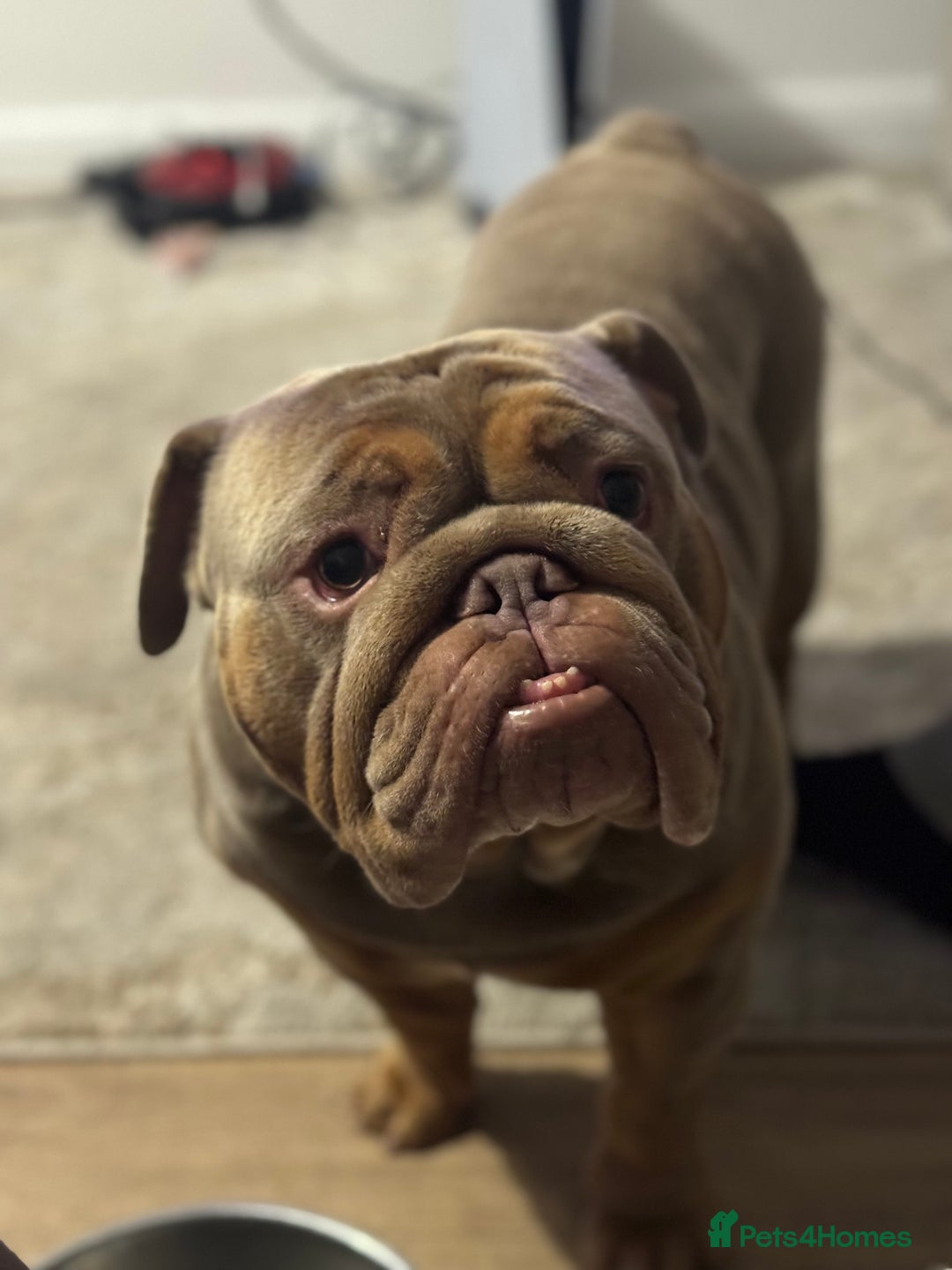 English Bulldog dogs for stud: English Bulldog (Stud) - Advert 3