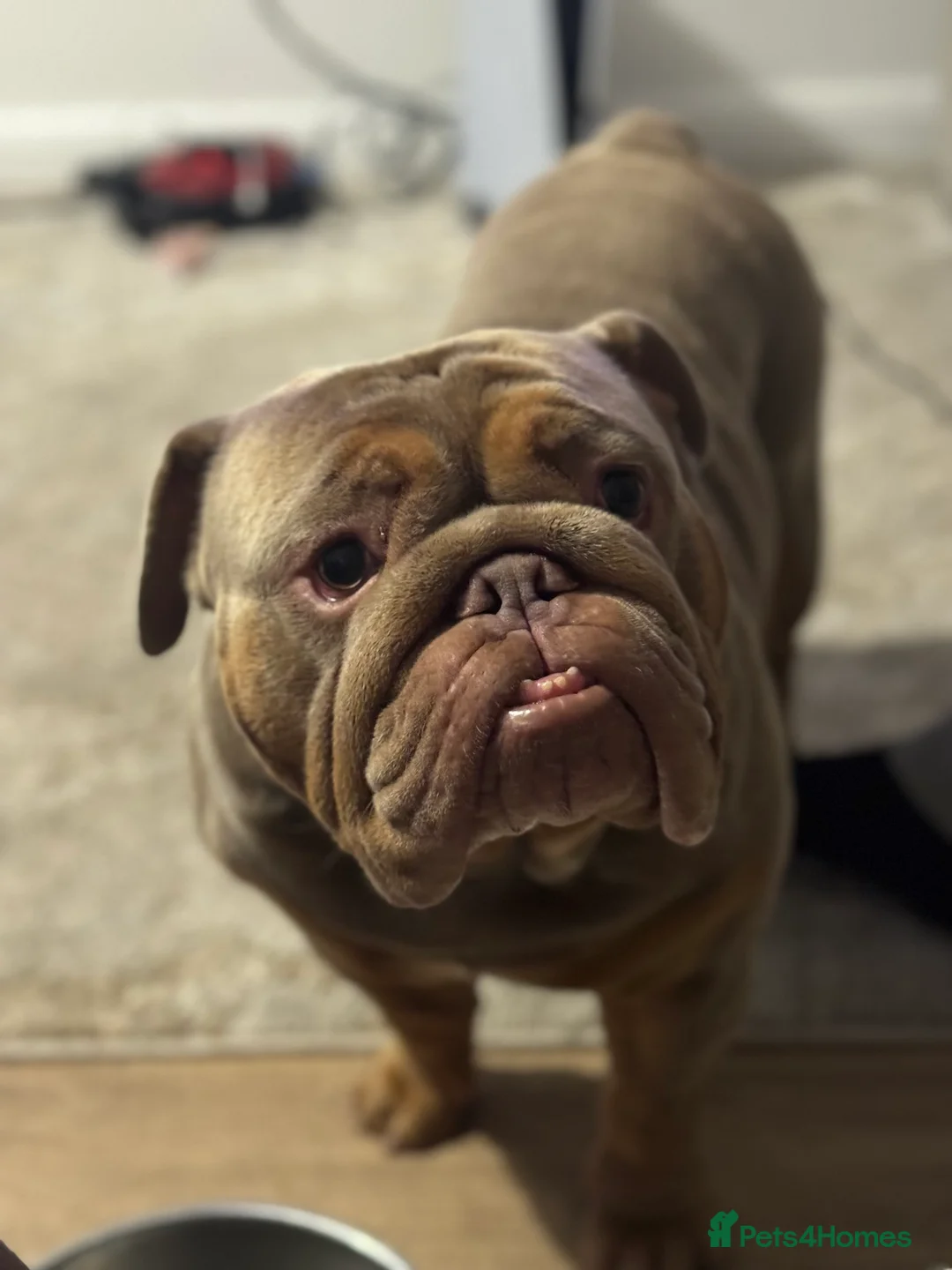 English Bulldog dogs for stud: English Bulldog (Stud) - Advert 3