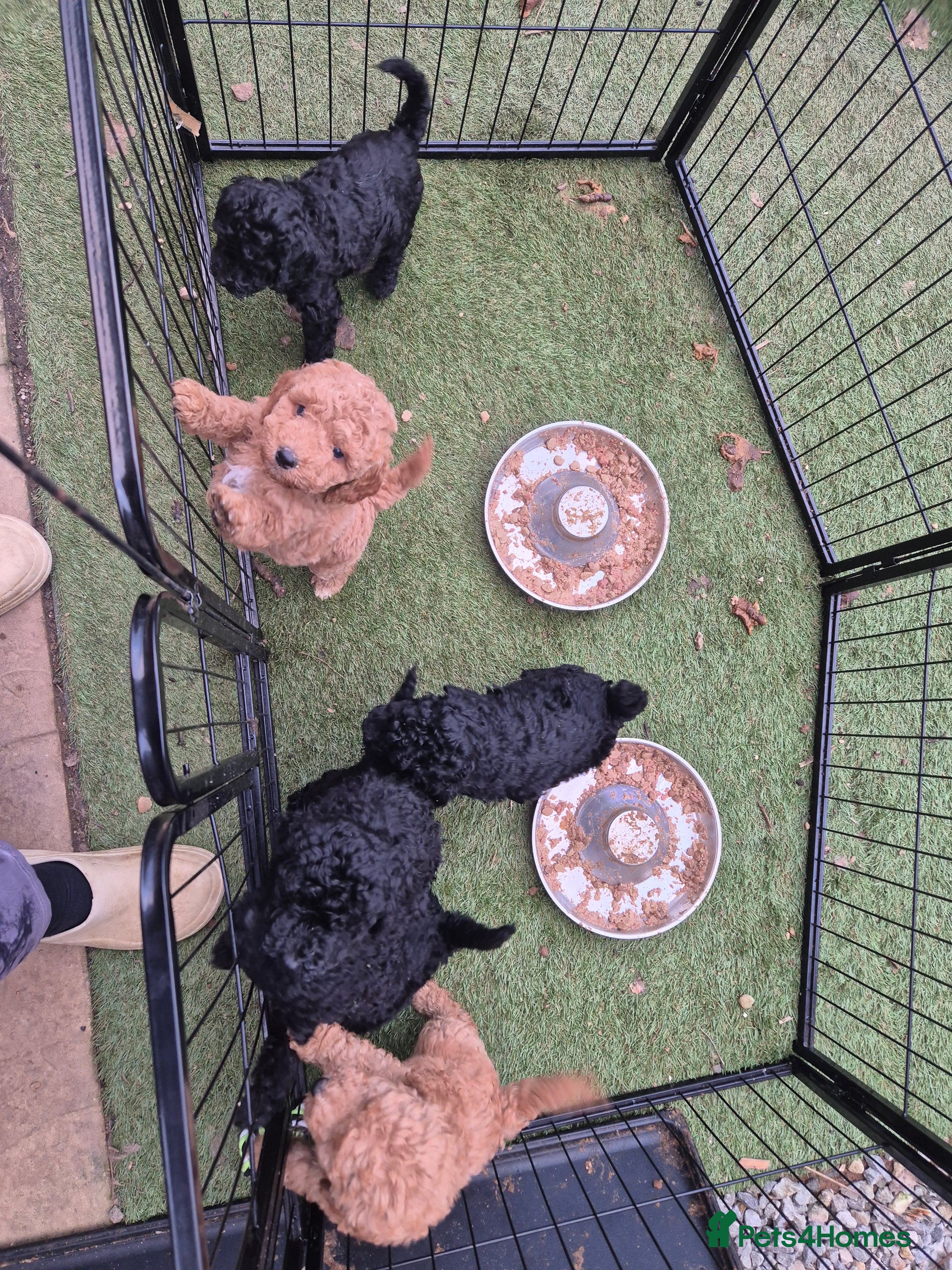 Poodle dogs Beautiful moyen poodle pups - Advert 10