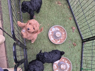 Poodle dogs Beautiful moyen poodle pups - Advert 10