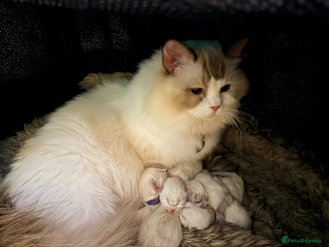 Ragdoll cats for sale: 5 ragdoll kittens  - Advert 1