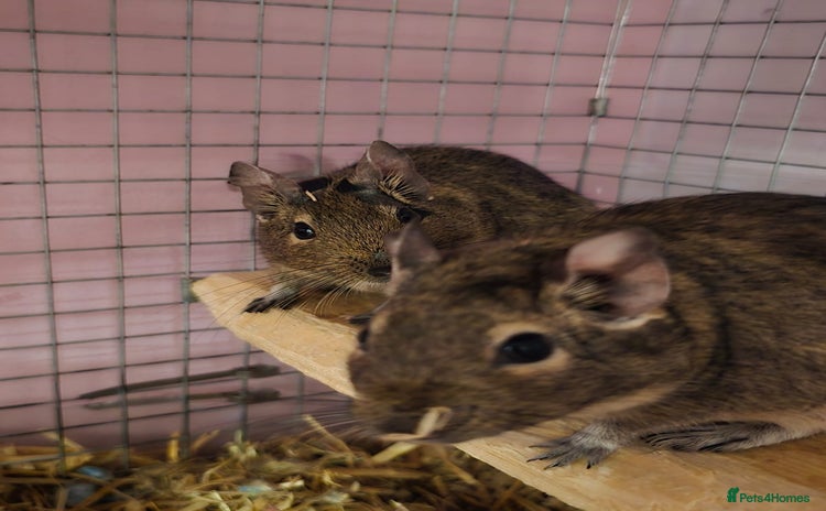 Degus rodents - Advert 1