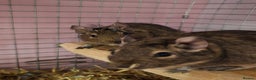 Degus rodents for sale: Degu sisters - Advert 1