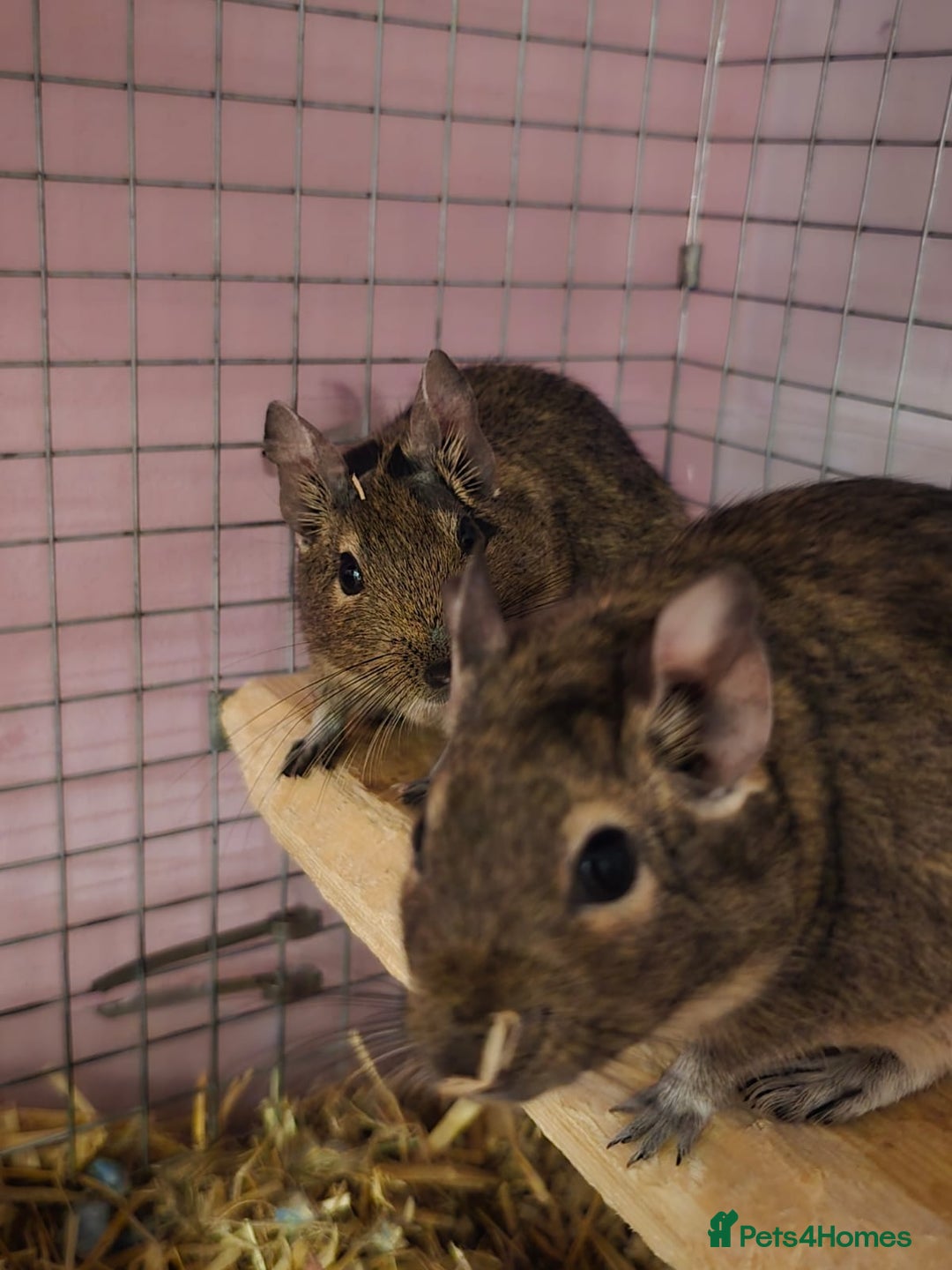 Degus rodents for sale: Degu sisters - Image 1