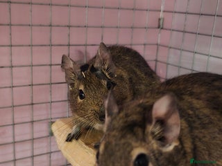 Degus rodents - Advert 2