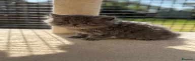 Persian Kitten 1