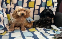 Cocker Spaniel dogs for sale: Stunning show cocker spaniel pups  - Image 4