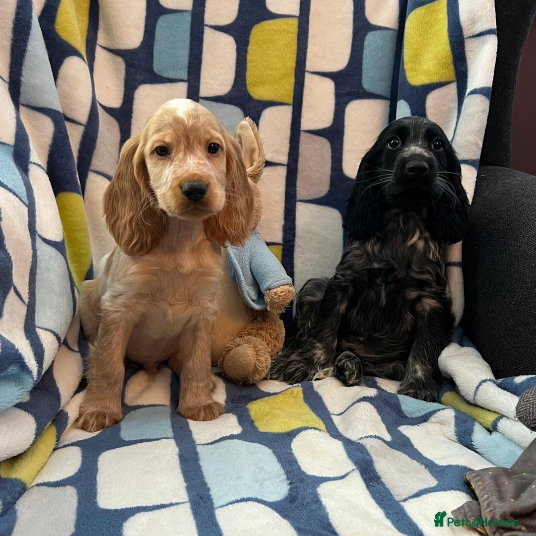 Cocker Spaniel dogs for sale: Stunning show cocker spaniel pups  - Image 4