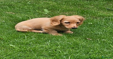 Dachshund dogs - Advert 4
