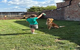 Golden Retriever dogs for sale: Gorgeous Golden Retriever Male  - Image 6