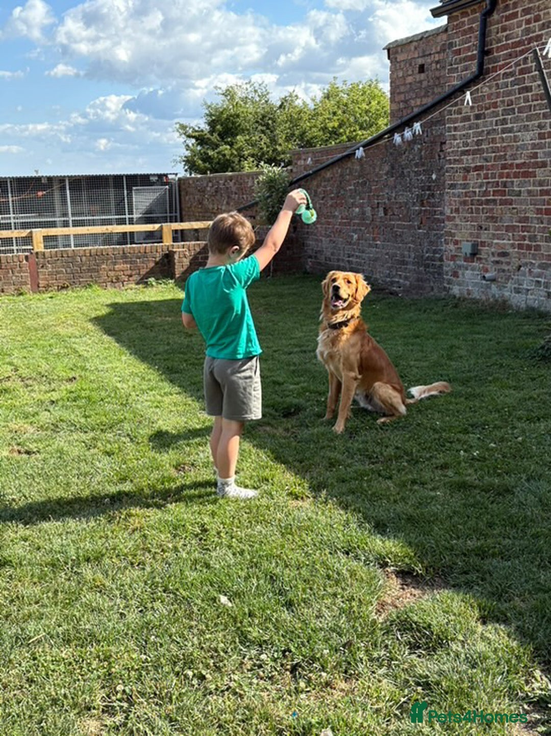 Golden Retriever dogs for sale: Gorgeous Golden Retriever Male  - Image 6