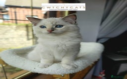 Ragdoll cats for sale: Top Quality, Tica Reg Kittens from Euro / US Lines - Image 15
