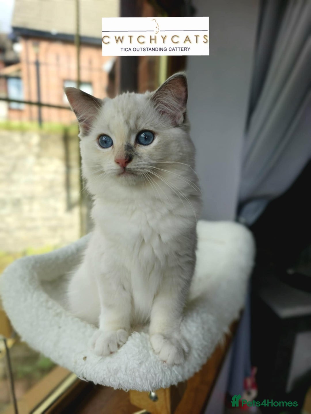 Ragdoll cats for sale: Top Quality, Tica Reg Kittens from Euro / US Lines - Image 15