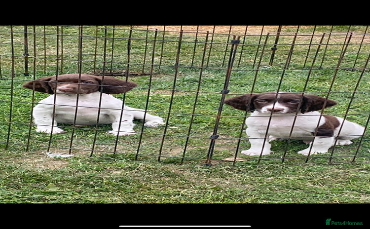 English Springer Spaniel dogs - Advert 4