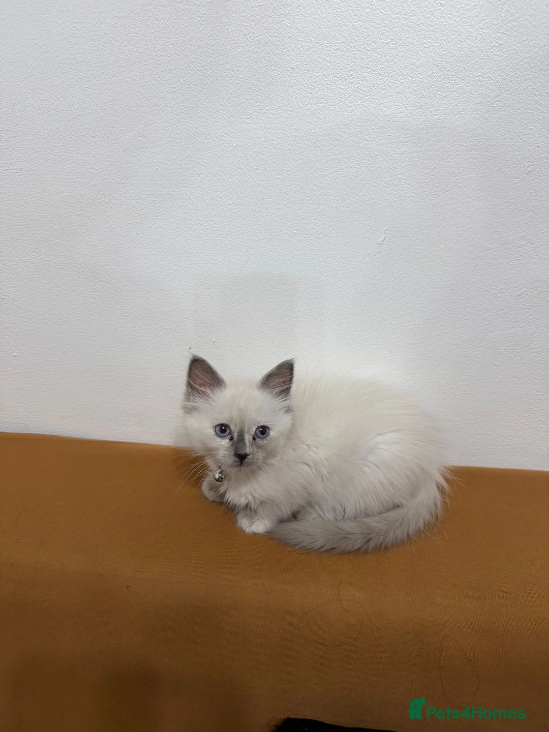 Ragdoll cats for sale: BLUE POINT RAGDOLL FEMALE KITTEN *AVAILABLE* - Advert 4