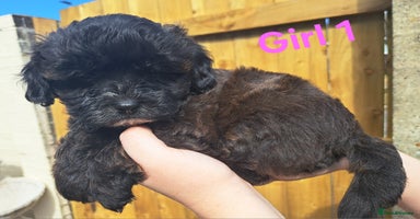 Shihpoo dogs - Advert 2