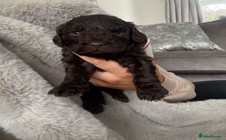 Cockapoo dogs - Advert 9
