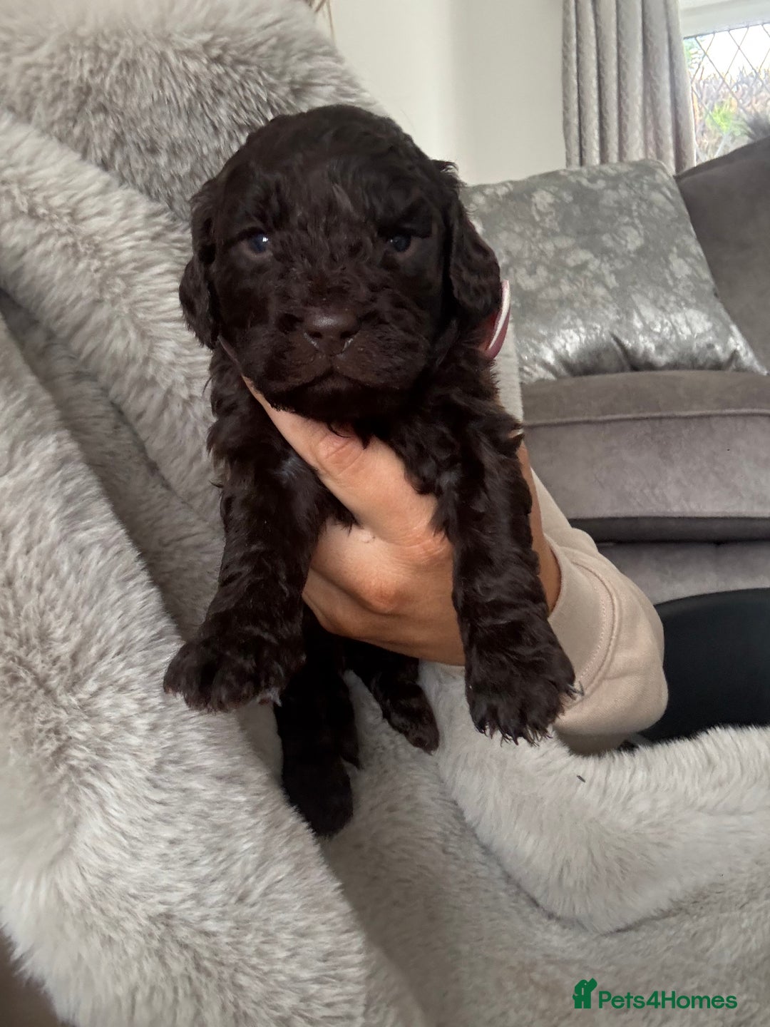 Cockapoo dogs for sale: Cockerpoos  - Image 2