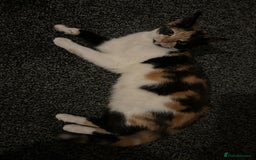 Mixed Breed cats for sale: 2 female cats 1 year  - Image 3