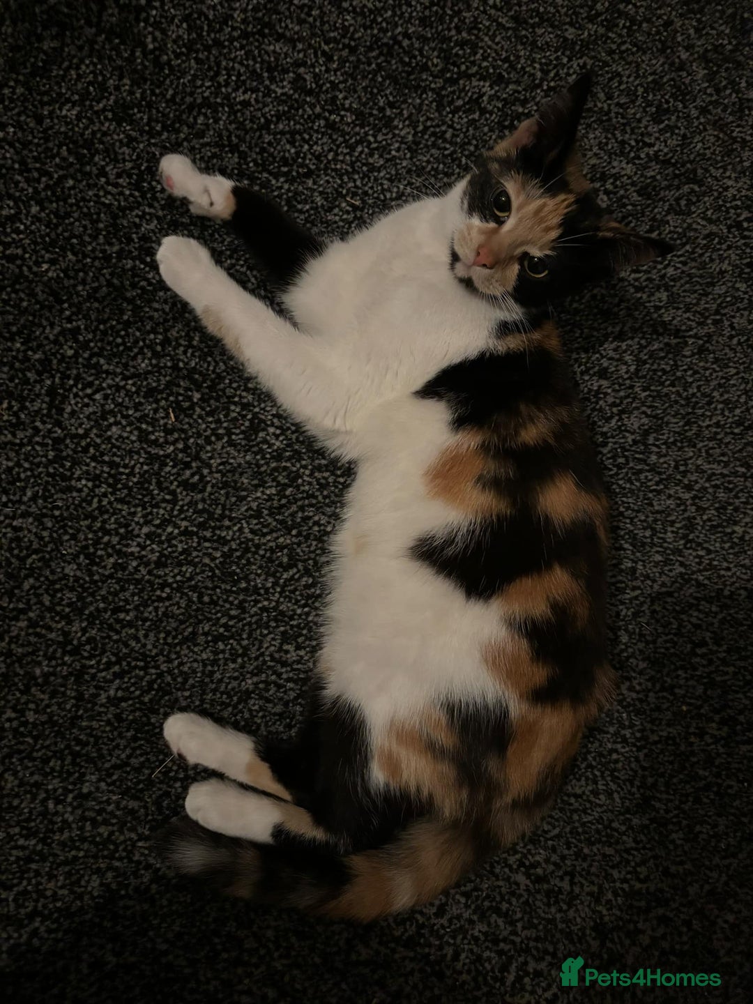 Mixed Breed cats for sale: 2 female cats 1 year  - Image 3