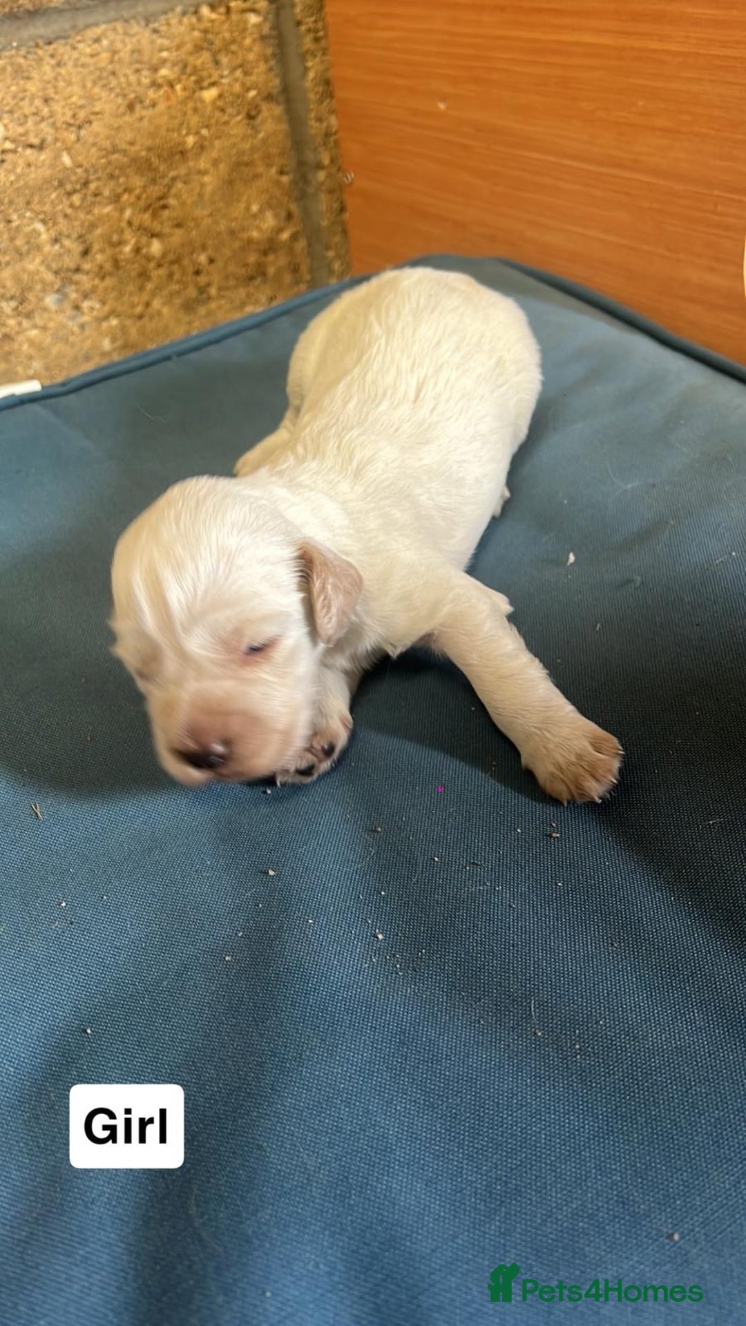 Cocker Spaniel dogs for sale: Working cocker spaniels -legally docked. - Image 11