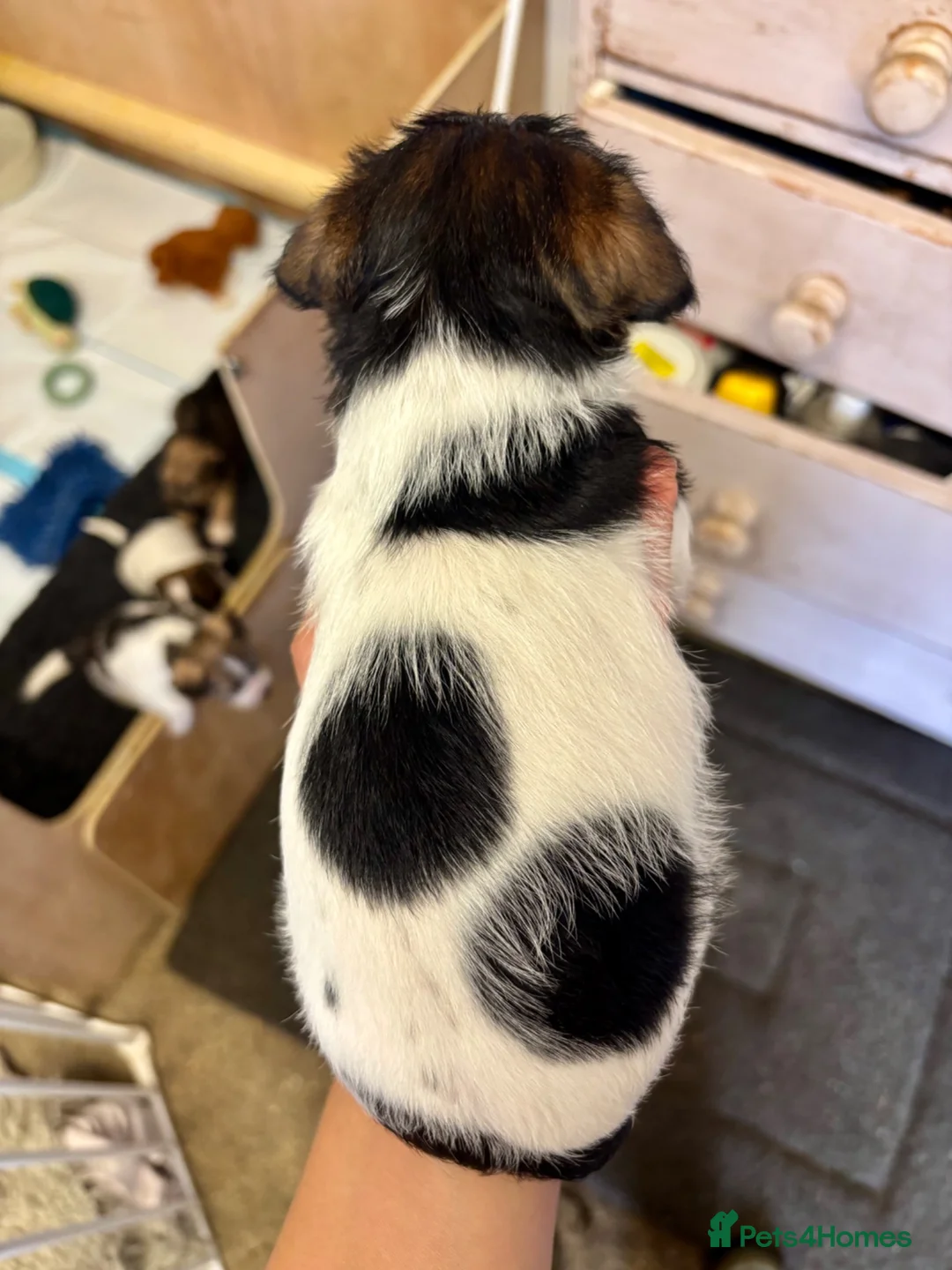 Mixed Breed dogs for sale: 2 Beautiful male terrier puppies  - Advert 10