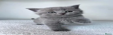 British Shorthair 4