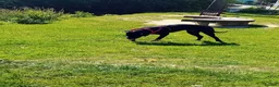 Mixed Breed dogs for sale: Zues  in Lyme Regis - Advert 4