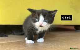 Mixed Breed cats for sale: 🐾 Adorable British Shorthair Mix Kittens 🐾 - Image 3